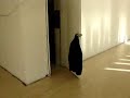 k-peli-emlak-adem-kpel-.html