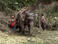 Working Elephant of Myanmar