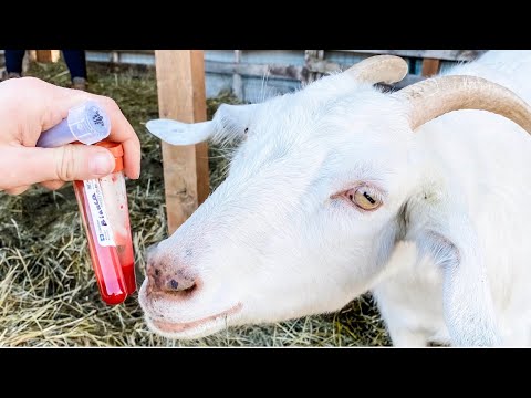 video-linktoworks-How to Draw Blood on a Goat