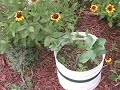 As the Garden Grows, No. 4