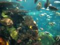fishes