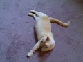 Frankie the Cat Stands 3 Times in a Row and Rolls Over Frankie the Cat Stands 3 Times in a Row and Rolls Over