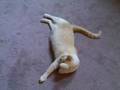 Frankie the Cat Stands 3 Times in a Row and Rolls Over