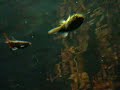 Puffer Fish sound effects