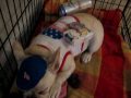 Tchotchke's Howl-O-Ween Costume 2008: The Movie