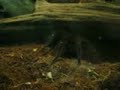 Tarantula, Cockrell Butterfly Center, Houston Tarantula, Cockrell Butterfly Center, Houston
