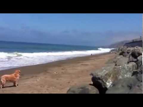 how to decide to get another dog