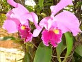 POEMAS DE AMOR/ AMor Eterno/Tuas m�os -  POESIA DE Benvinda Palma