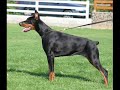 Doberman Eria Pro Timur Taurus - progeny