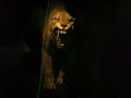SaberToothed Tiger illusion, (Page Museum) La Brea Tar Pits