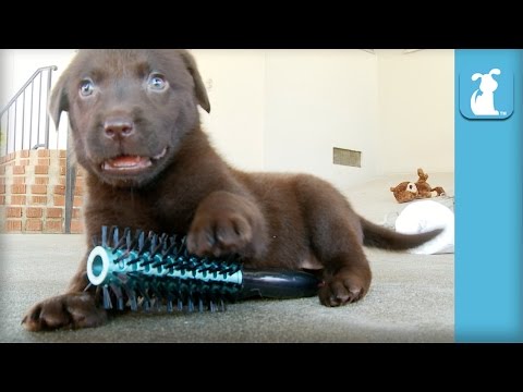 Adorable Chocolate Lab Puppies Brush Your Hair! – Puppy Love