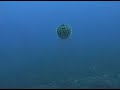 ハリセンボン動画