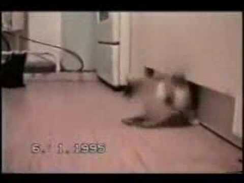 funny cat kuso video貓咪爆笑趣味影片