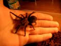 My spider My spider