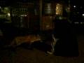 videos de Feeding a Fox