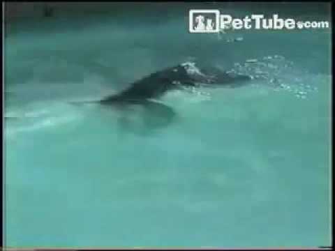 pettube - You know it is a hot summer's day when even the monkeys are going for a swim in the pool! http://pettube.com.