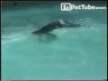 The Swimming Monkey - PetTube.com