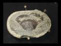 videos de Fossil Crab Preparation Time Lapse