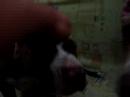 Samantha filhote Pit Bull e Sadat brincando