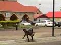 Trini vagrant escapes death