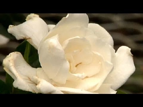 how to fertilize dwarf gardenias