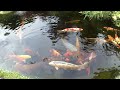 Japanischer Garten, Koi-Teich am Bodensee