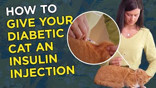 How  to Give Your Diabetic Cat an Insulin Injection