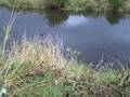 videos de Pixieland, Oregon...... an estuary restoration site.
