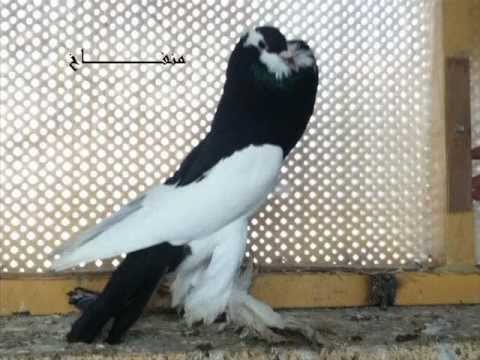 الاردن..طيور..حمام - طيور العجوري.