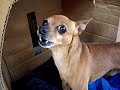 cachorrinho  nervoso pintcher