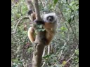 Cuddly Sifaka lemur