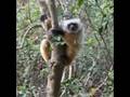 Cuddly Sifaka lemur