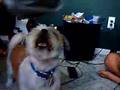 Meeko-The-Shih-tze-B