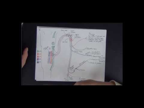 how to assess cranial nerves ix and x
