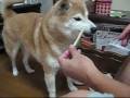videos de カムカム切って~