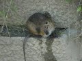 ??????Coypu