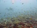 Reef off Mombasa, Kenya