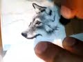 ACEO Speed Wolf Pencil Drawing