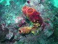 Jamaica Video
