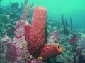 Negril, Jamaica Scuba Diving Trip