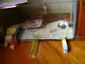 Pipoca Agility