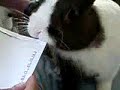 Rabbit Letter Opener Rabbit Letter Opener
