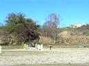 maneggio di polverigi 1