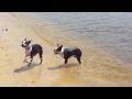 videos de Boston Terriers on the Beach!