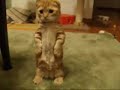 ilove kittens dont youthis one is just tellin you to eat it up with tonnes of shugar, syrip and honey with some ice-cream