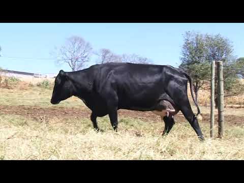 LOTE 57 - 1329 BOA VISTA CACHOEIRA