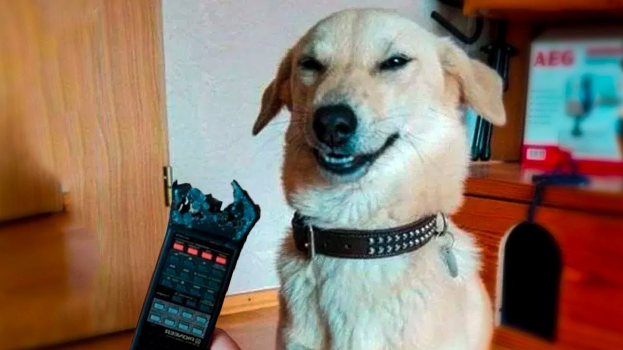 View π€£ Funniest πΆ Dogs And π»Cats β Try Not To Laugh β Funny Pet Animals' Life π View π€£ Funniest πΆ Dogs And π»Cats β Try Not To Laugh β Funny Pet Animals' Life π