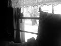 Freckles the Christmas Cat Jan 2  2010 016.avi