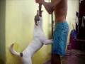 videos de jackie chan, america staffordshire