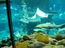 HongKong Ocean park 18